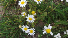 Tripleurospermum inodorum