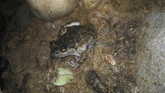 Limnonectes kuhlii