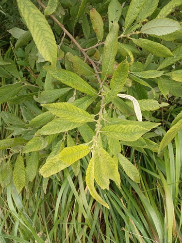 Grey Willow