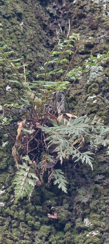 Image of Asplenium praemorsum by (c) Juan Carlos Caicedo Hernández, some rights reserved (CC BY)