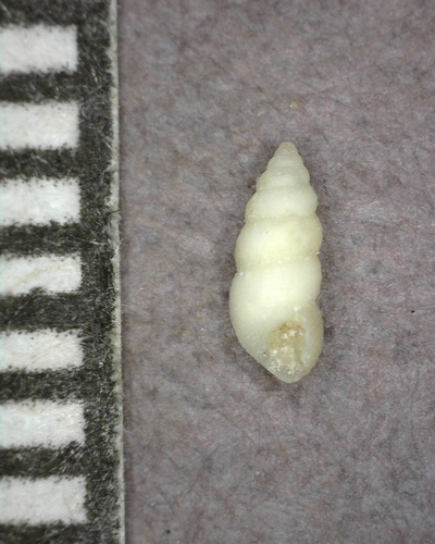 Finella pupoides observed 2025-03-05