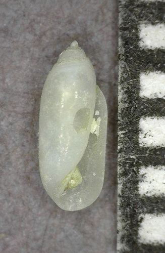 Acteocina sandwicensis observed 2025-03-05