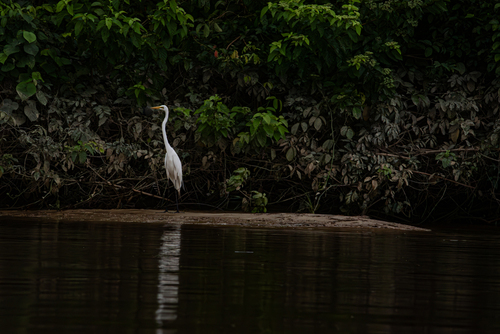 Great Egret