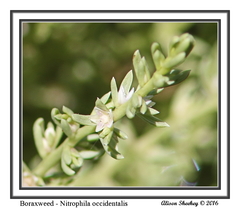 Nitrophila occidentalis