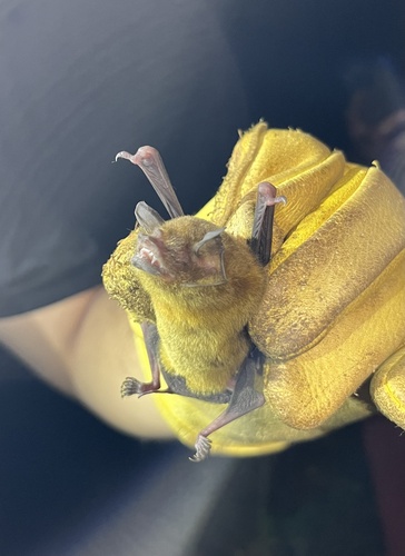 Puerto Rican Mustached Bat (Pteronotus portoricensis) — Data Deficient Mammalia