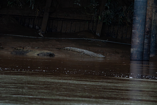 Saltwater Crocodile