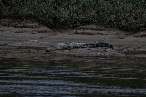 Saltwater Crocodile