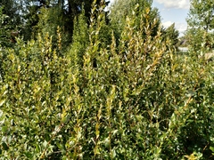 Salix starkeana