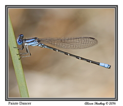 Argia alberta