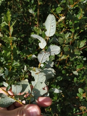 Salix starkeana