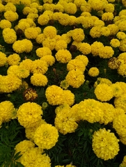 Tagetes