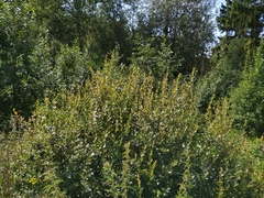 Salix starkeana