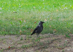 Corvus monedula
