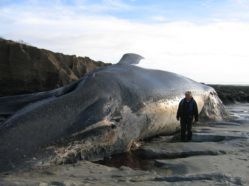 photo of Blue Whale (Balaenoptera musculus)