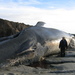 photo of Blue Whale (Balaenoptera musculus)