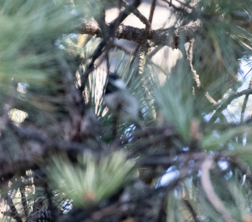 Mexican Chickadee (Poecile sclateri), photo 6