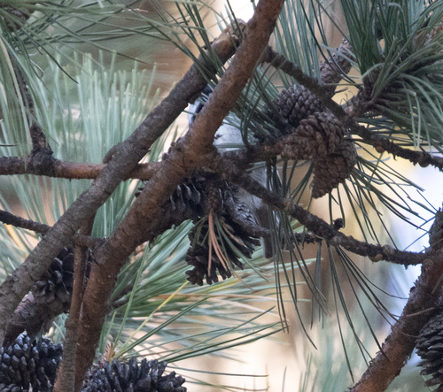 Mexican Chickadee (Poecile sclateri), photo 5