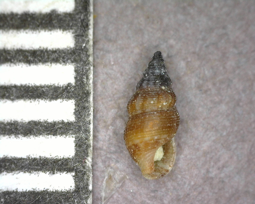 Ittibittium parcum observed 2025-03-05