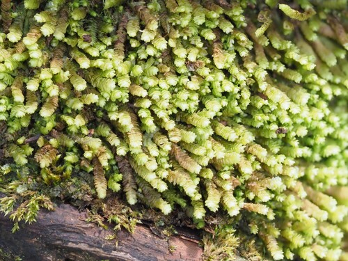 Isotachis aubertii