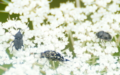 Odontocorynus