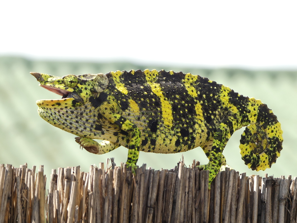 Meller's Chameleon