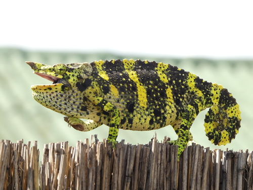 How to identify Trioceros melleri (Gray, 1865)