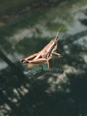 Phaedrotettix dumicola