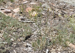 Crepis acuminata