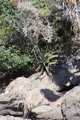 Gasteria excelsa