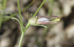 Cordylanthus nevinii