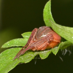 Acacesia hamata