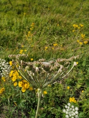 Silphiodaucus prutenicus