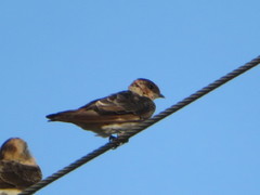 Petrochelidon fulva
