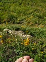 Silphiodaucus prutenicus