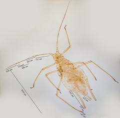 Uroleucon erigeronense
