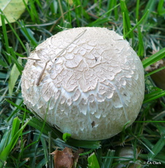 Agaricus xanthodermus