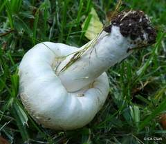 Agaricus xanthodermus