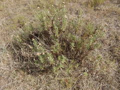 Baccharis texana