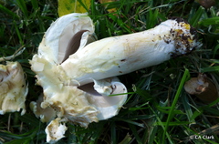 Agaricus xanthodermus