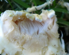 Agaricus xanthodermus