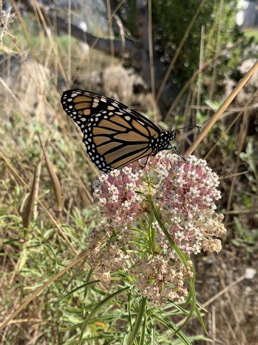 Narrow-leaf Milkweed