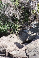 Gasteria excelsa
