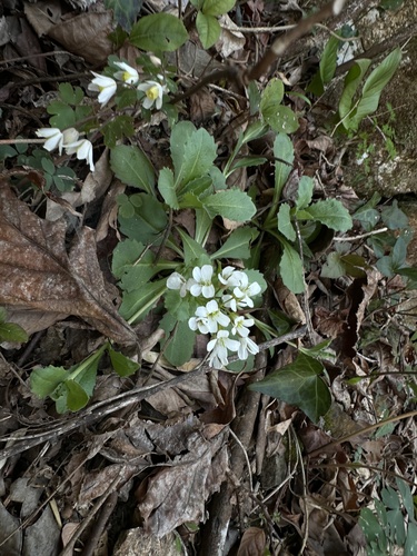 Arabis flagellosa iNat (2)