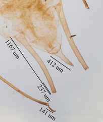 Uroleucon erigeronense