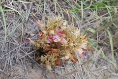 Aphyllon multiflorum