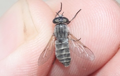 Apatolestes comastes
