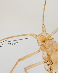 Uroleucon erigeronense