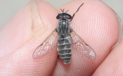 Apatolestes comastes