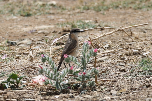 Buff-breasted Wheatear (Oenanthe bottae), photo 2