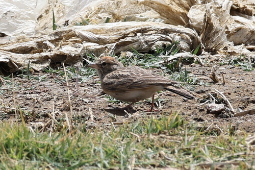 Blanford's Lark (Calandrella blanfordi), photo 8